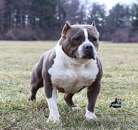 Old Southern White / American Bully XL. . American bully for sale 700